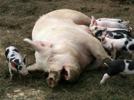 Разведение свиней. Породы свиней. Свиноводство как бизнес. Про разведение свиней в домашних условиях: советы начинающим Свиноматки в домашних условиях